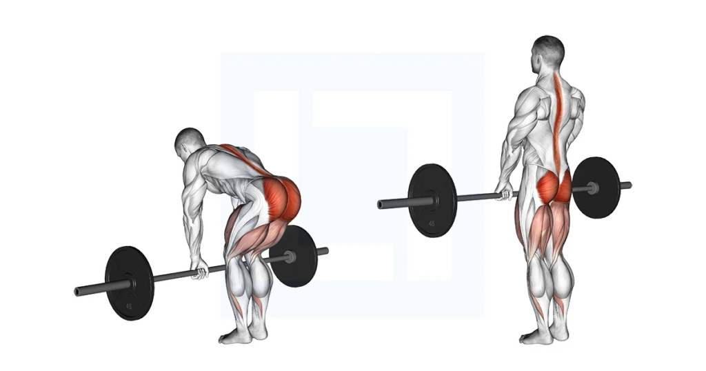 10 Best Barbell Back Exercises You Can Do at Home: From Beginner to Advanced 2024