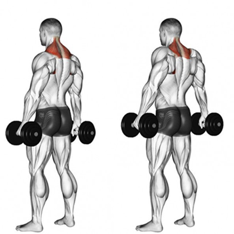 10 Best Back Exercises with Dumbbells You Can Do at Home: Build Strength & Definition 2024